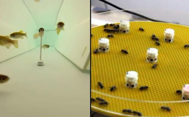 Robot yang Bisa “Berinteraksi” dengan Ikan dan Lebah